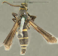 Image of Dusky clearwing