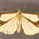 Image of <i>Callimorpha militaris</i>