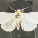 صورة <i>Hyphantria textor</i>