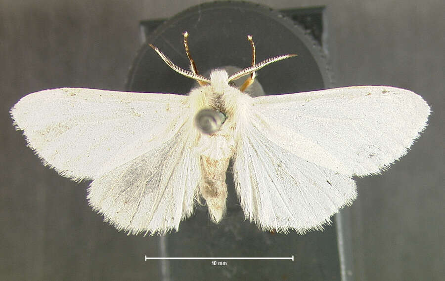 Image of <i>Hyphantria textor</i>