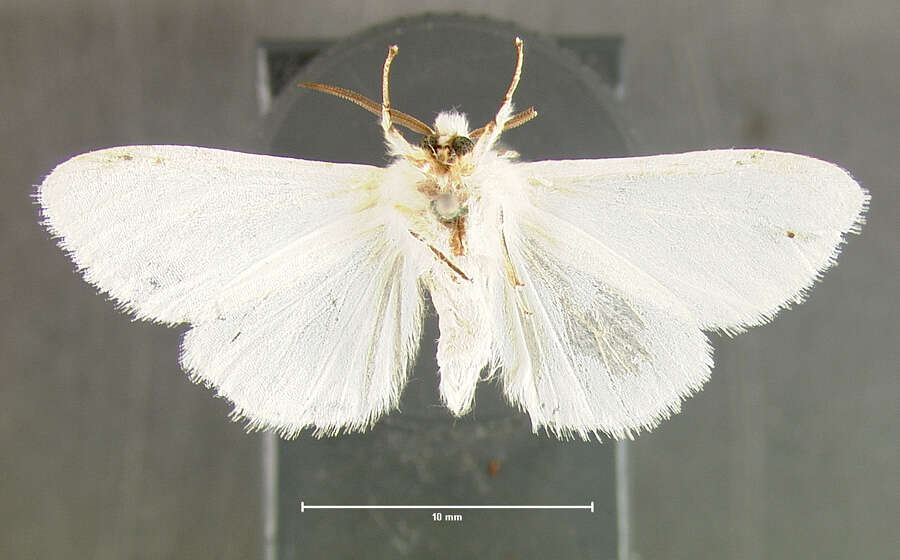 Image of <i>Hyphantria textor</i>