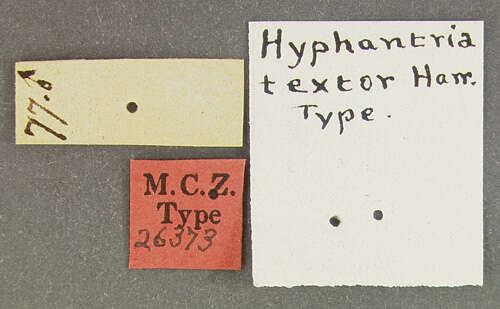 Image of <i>Hyphantria textor</i>