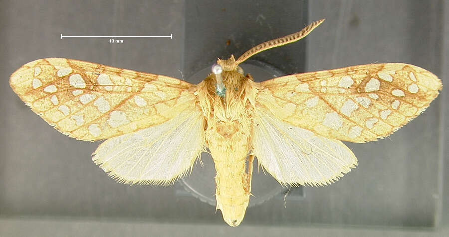 Image of Hickory Tussock Moth