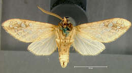 Image of Hickory Tussock Moth