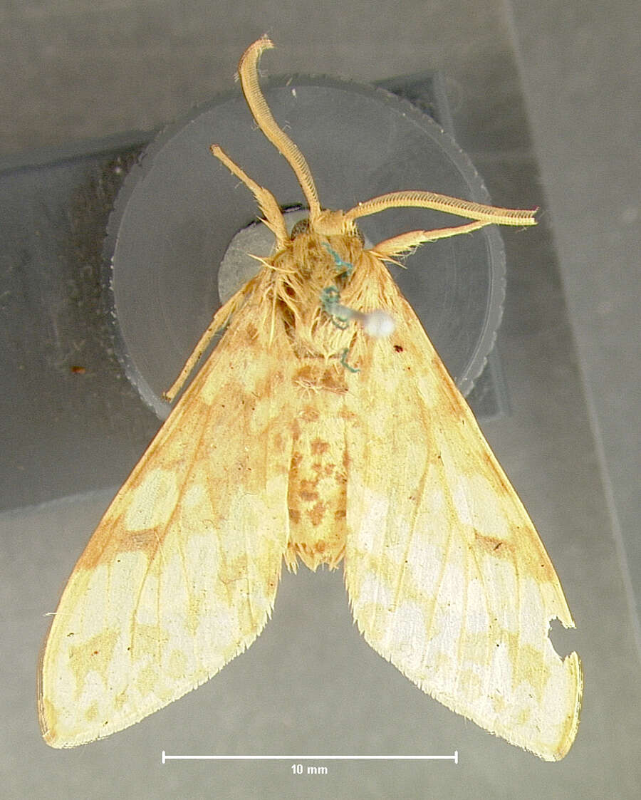 Image of Spotted Tussock Moth