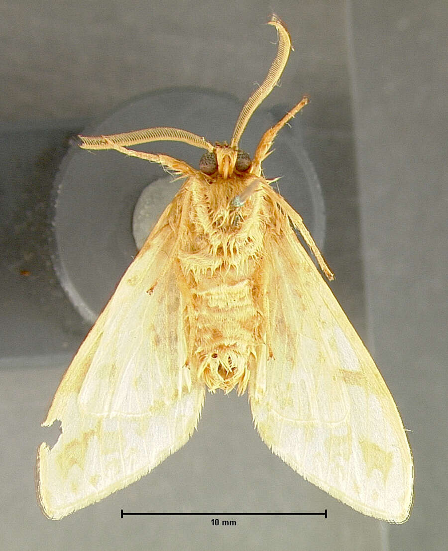 Imagem de Lophocampa maculata Harris 1841