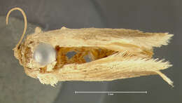 Image of Warm-chevroned Moth