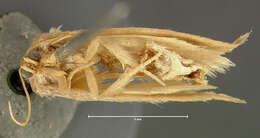 Image of Warm-chevroned Moth