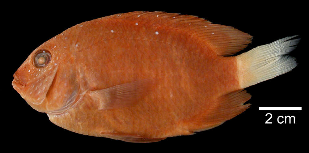 Image of Jewelfish