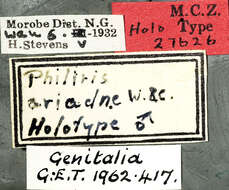 Image of Philiris ariadne Wind & Clench 1947