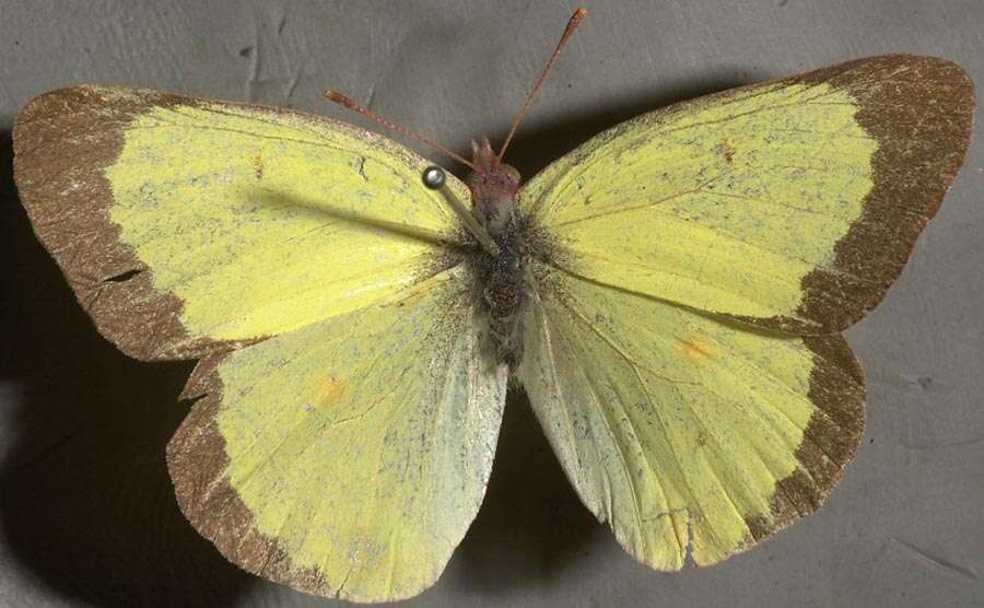 Image of Pink-edged sulphur