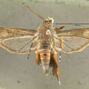 Image of Squash Vine Borer