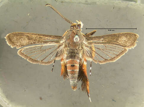 Image of Squash Vine Borer