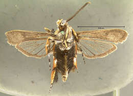 Image de Melittia cucurbitae Harris 1828