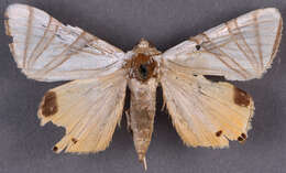 Image of Eulepidotis geminata Packard 1869