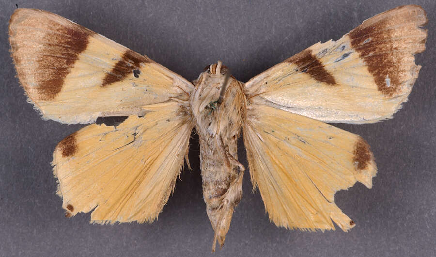 Image of Eulepidotis geminata Packard 1869