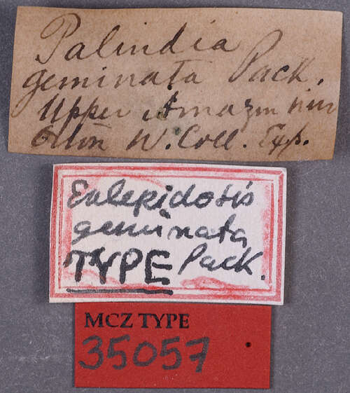 Plancia ëd Eulepidotis geminata Packard 1869