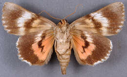 Image of Aholibah Underwing