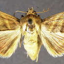 Image of <i>Heliothis ebenicor</i> Poole & Mitter 1993