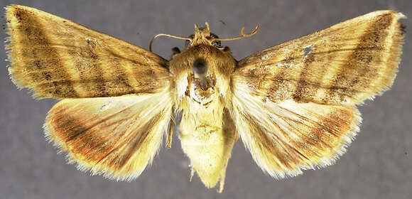 Image of <i>Heliothis ebenicor</i> Poole & Mitter 1993