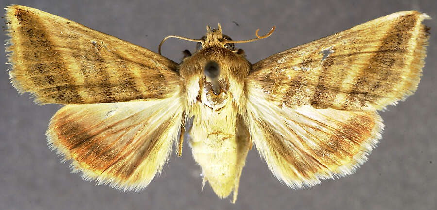 Image of <i>Heliothis ebenicor</i> Poole & Mitter 1993