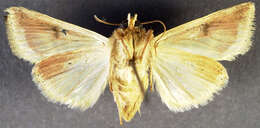 Image of <i>Heliothis ebenicor</i> Poole & Mitter 1993