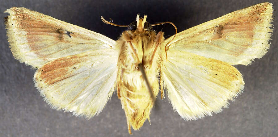 Image of <i>Heliothis ebenicor</i> Poole & Mitter 1993