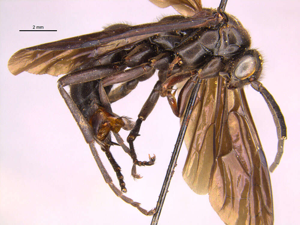 Image of Chirodamus feroculis (Banks 1911)