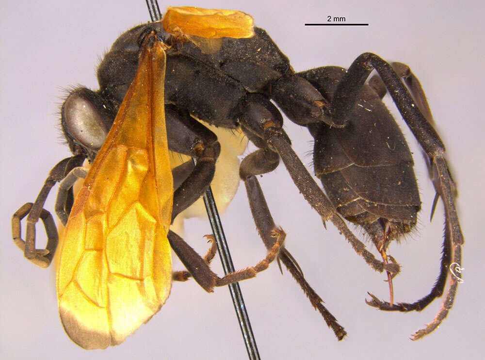 Image of Chirodamus deceptus (Banks 1926)