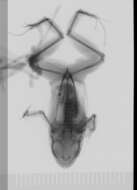 Image of Adenomera martinezi (Bokermann 1956)