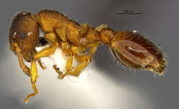 Image of Ant