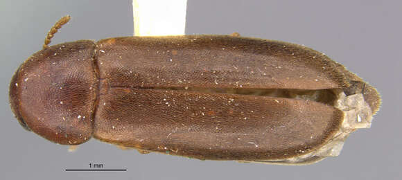 Image of <i>Rushia californica</i>