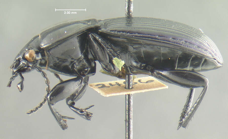 Image of Myas (Neomyas) coracinus (Say 1823)