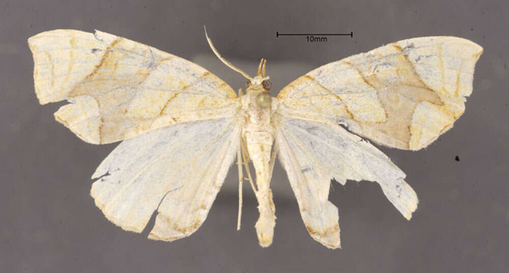 Image of Lesser Grapevine Looper Moth