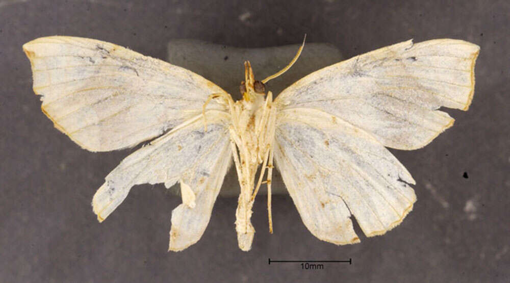 Image of Lesser Grapevine Looper Moth