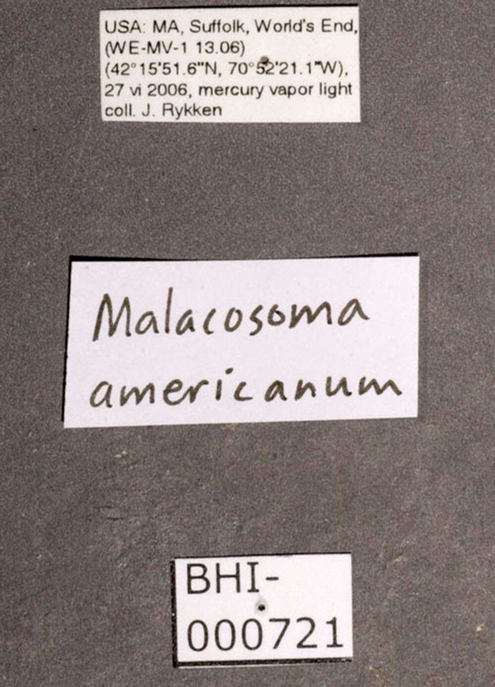 Image of Malacosoma americana Fabricius 1793
