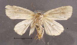 Image of Speared Dagger Moth