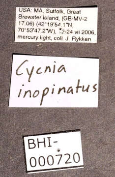 Cycnia inopinatus Edwards 1882 resmi