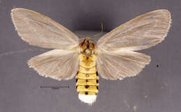 Image of Milkweed Tussock Moth