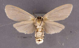 Image of Milkweed Tussock Moth