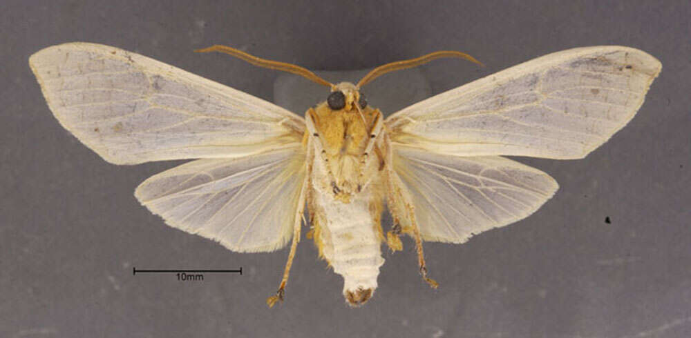 Image of Banded Tussock Moth