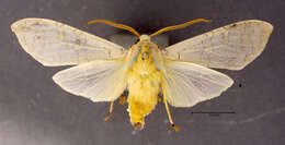 Image of Banded Tussock Moth