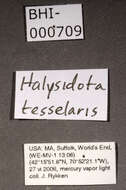 صورة Halysidota tessellaris Smith 1797