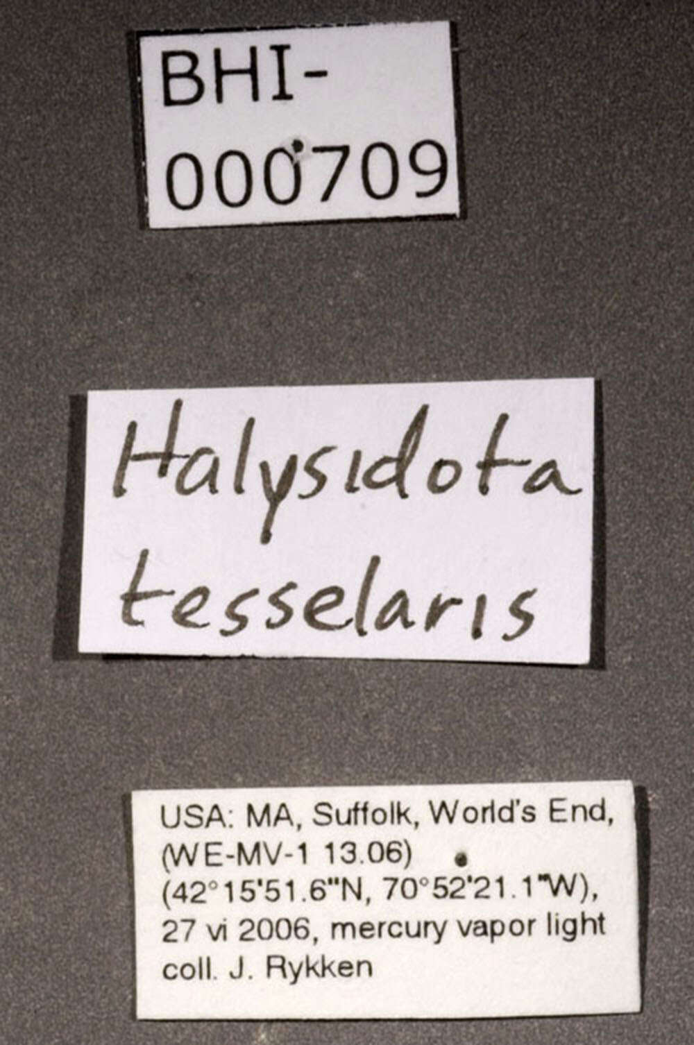 Halysidota tessellaris Smith 1797 resmi