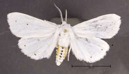 Spilosoma virginica Fabricius 1798 resmi