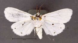 Spilosoma virginica Fabricius 1798 resmi