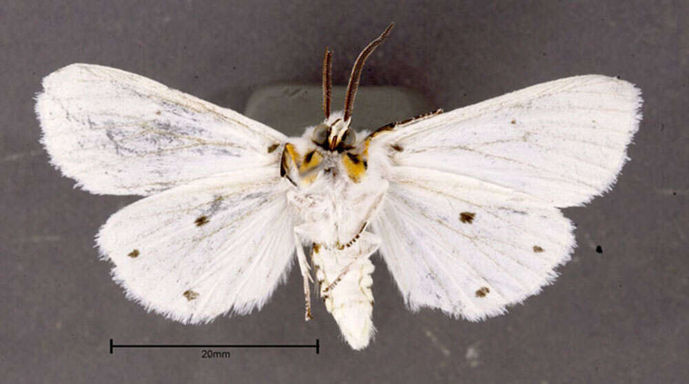 صورة Spilosoma virginica Fabricius 1798