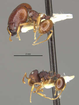 Image of Acanthomyrmex mindanao Moffett 1986