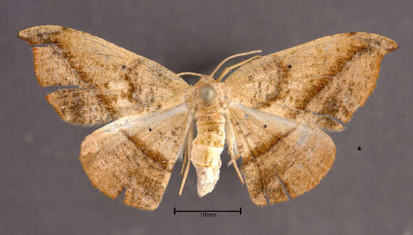 Image of Juniper-twig Geometer