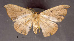 Image of Juniper-twig Geometer